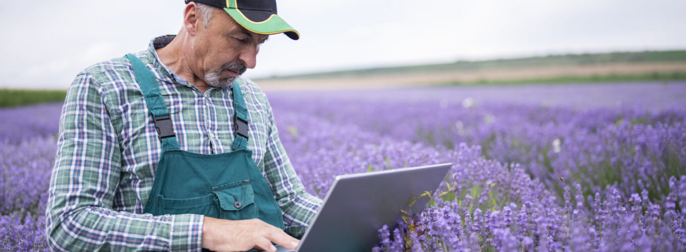 Senior farmer using a laptop and cheking out the condition of the plants in a lavender field before harvest.
