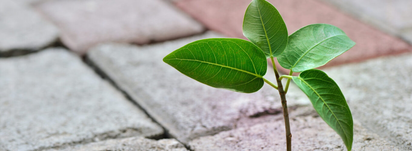 young plant taking root on a cracked concrete, concept image of overcoming adversity